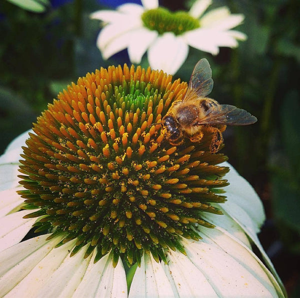 Seeds | Honeybee Garden