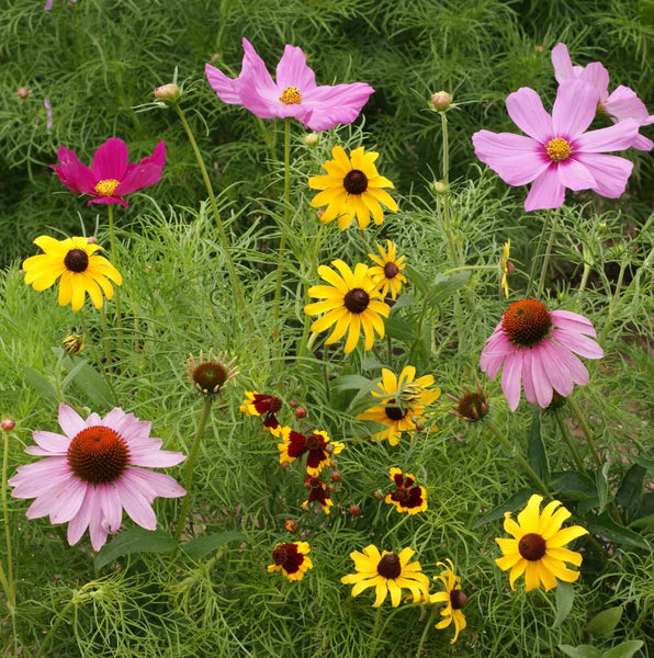 Seeds | Monarch Butterfly Garden