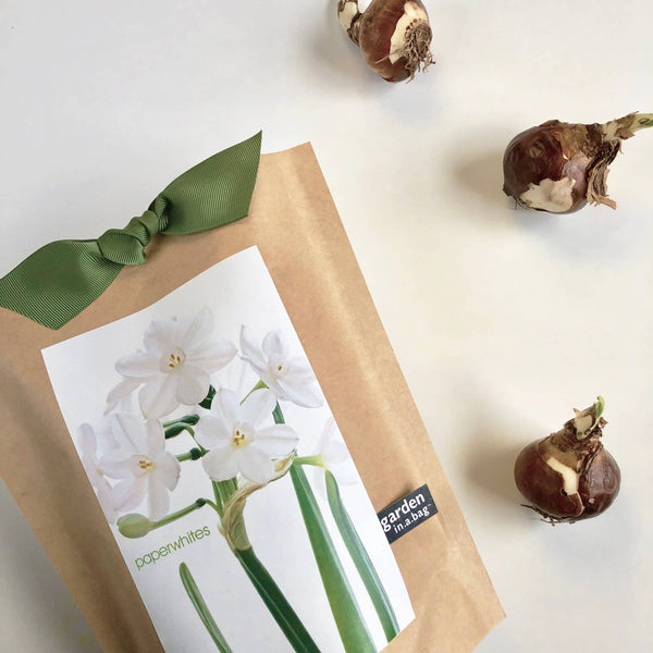 Garden in a Bag | Christmas Paperwhites | Best Seller