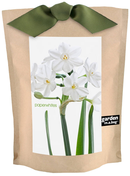 Garden in a Bag | Christmas Paperwhites | Best Seller