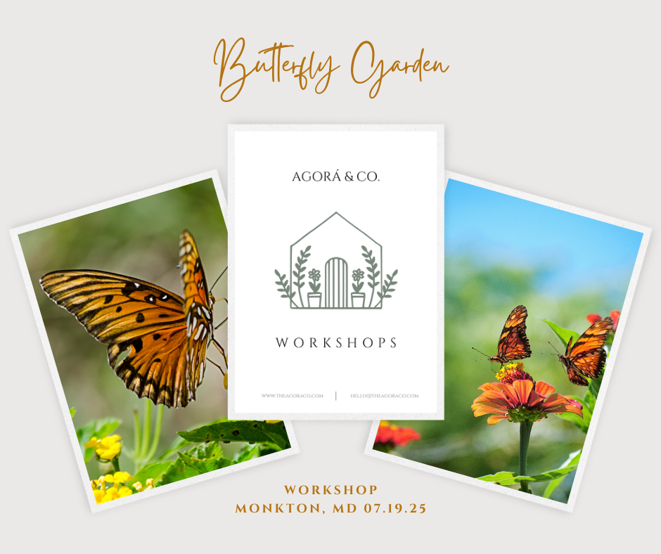 Butterfly Habitat W/Terrarium + Caterpillars Workshop