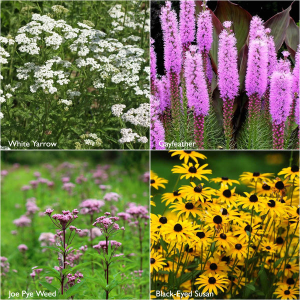 Seeds | Monarch Milkweed Garden