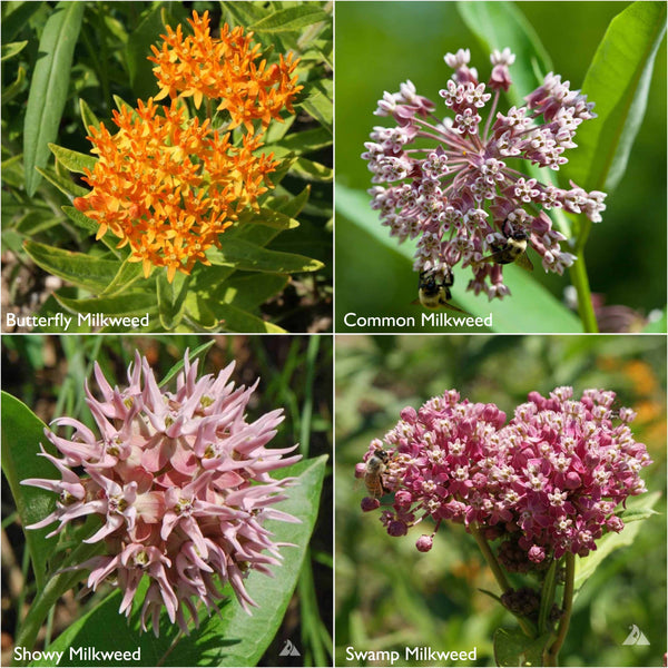 Seeds | Monarch Milkweed Garden