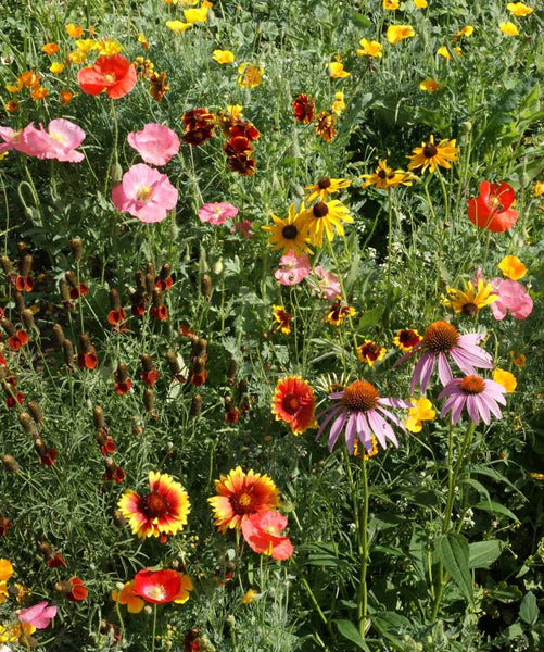 Seeds | Wildflowers