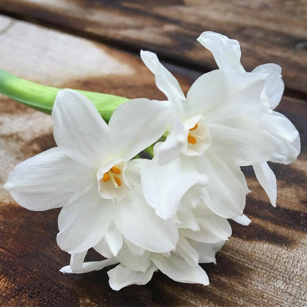 Garden in a Bag | Christmas Paperwhites | Best Seller