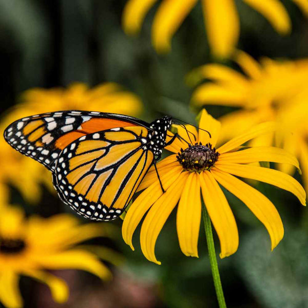 Seeds | Monarch Milkweed Garden