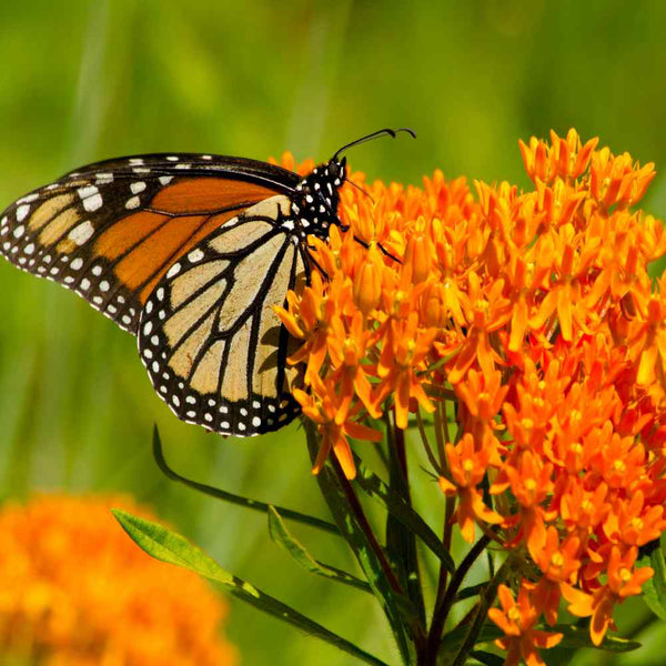 Seeds | Monarch Milkweed Garden