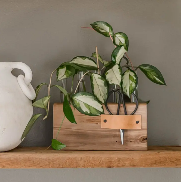 Wood Propagation Station