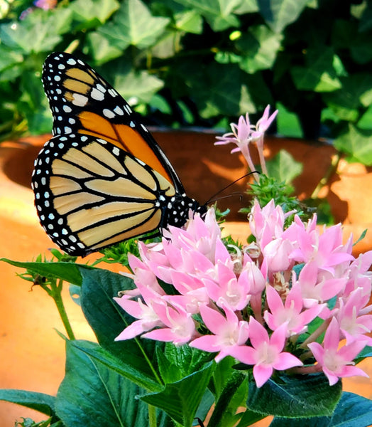 Butterfly Habitat W/Terrarium + Caterpillars Workshop
