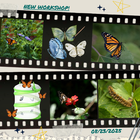 Butterfly Habitat W/Terrarium + Caterpillars Workshop